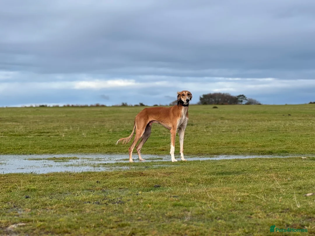 Saluki dogs for sale: Kc male saluki  - Advert 4