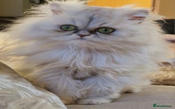 Persian cats for sale: Mother and daughter chinchilla persians - Image 5