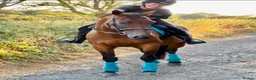Irish Sports horses for sale: 17 year old perfect happy hacker  in Brighouse - Advert 1