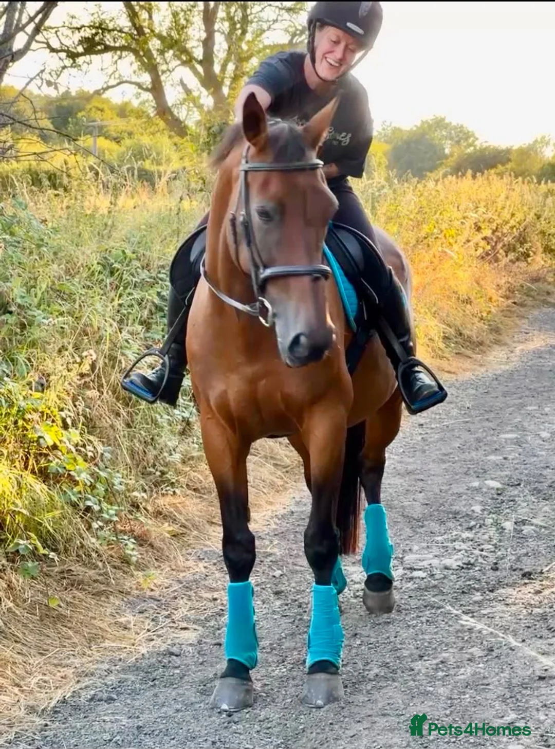 Irish Sports horses for sale: 17 year old perfect happy hacker  in Brighouse - Advert 1