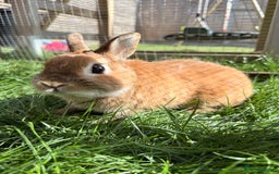 Netherland Dwarf rabbits for sale: •AVAILABLE• Pedigree Netherland Dwarf Bunny in Rushden - Image 4