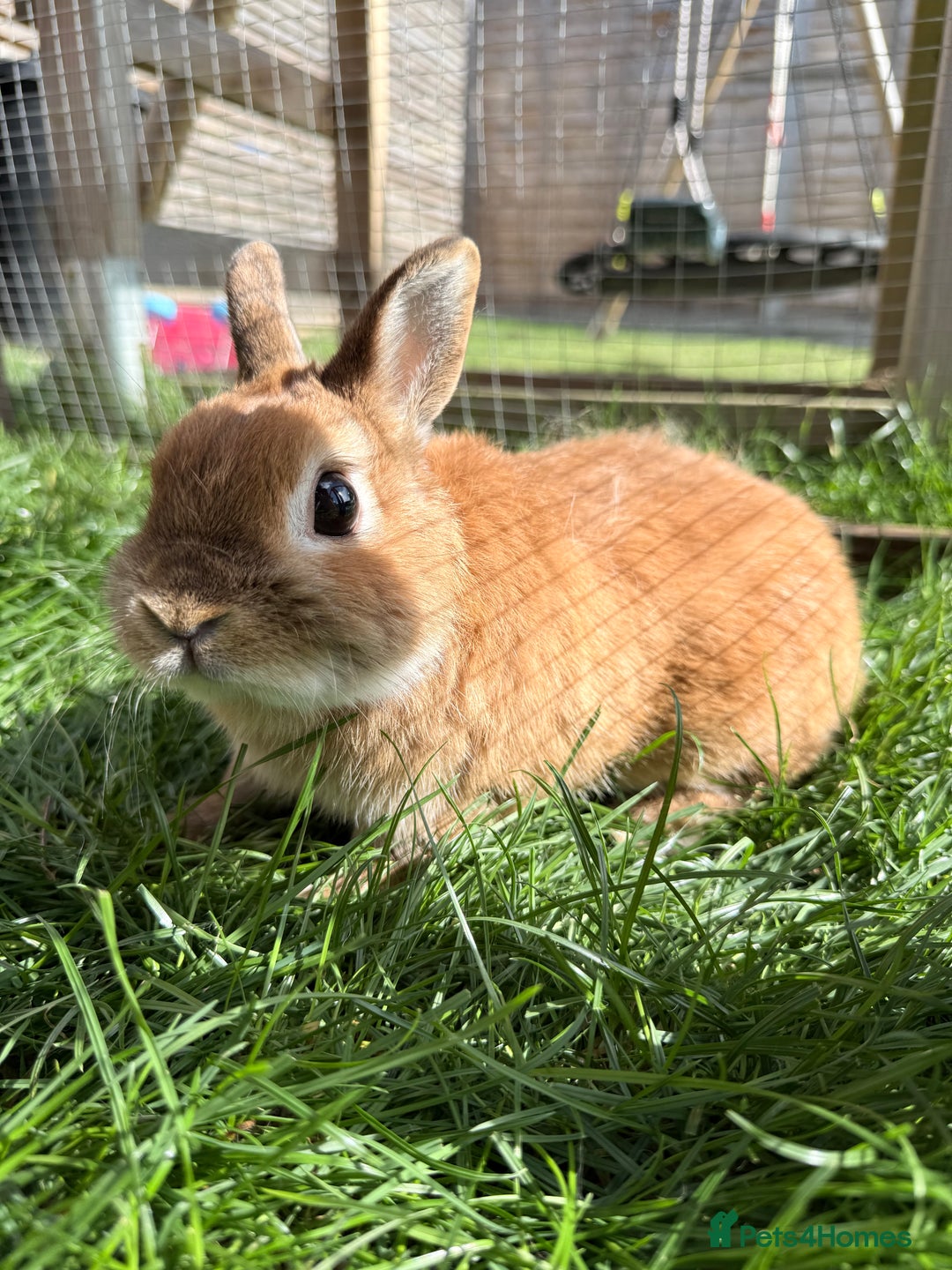 Netherland Dwarf rabbits for sale: •AVAILABLE• Pedigree Netherland Dwarf Bunny in Rushden - Image 4