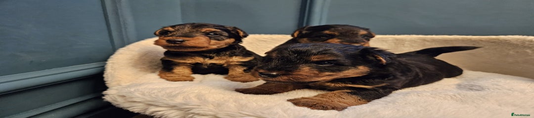 Male Puppy (Centre)