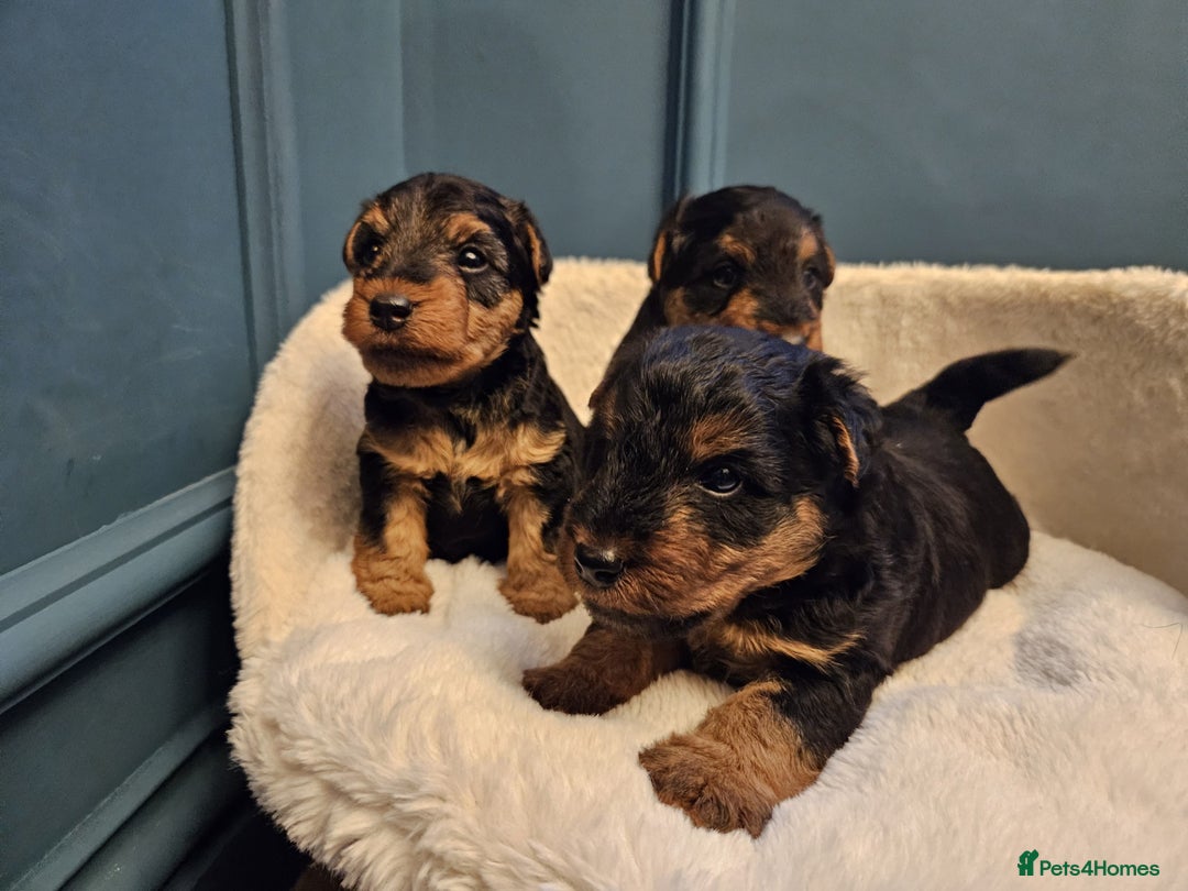 Welsh Terrier dogs for sale: Beautiful Champion Lines KC Welsh Terrier Puppies - Image 11
