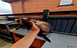 Ferret rodents for sale: 2 x Male Polecat Ferrets - Image 7