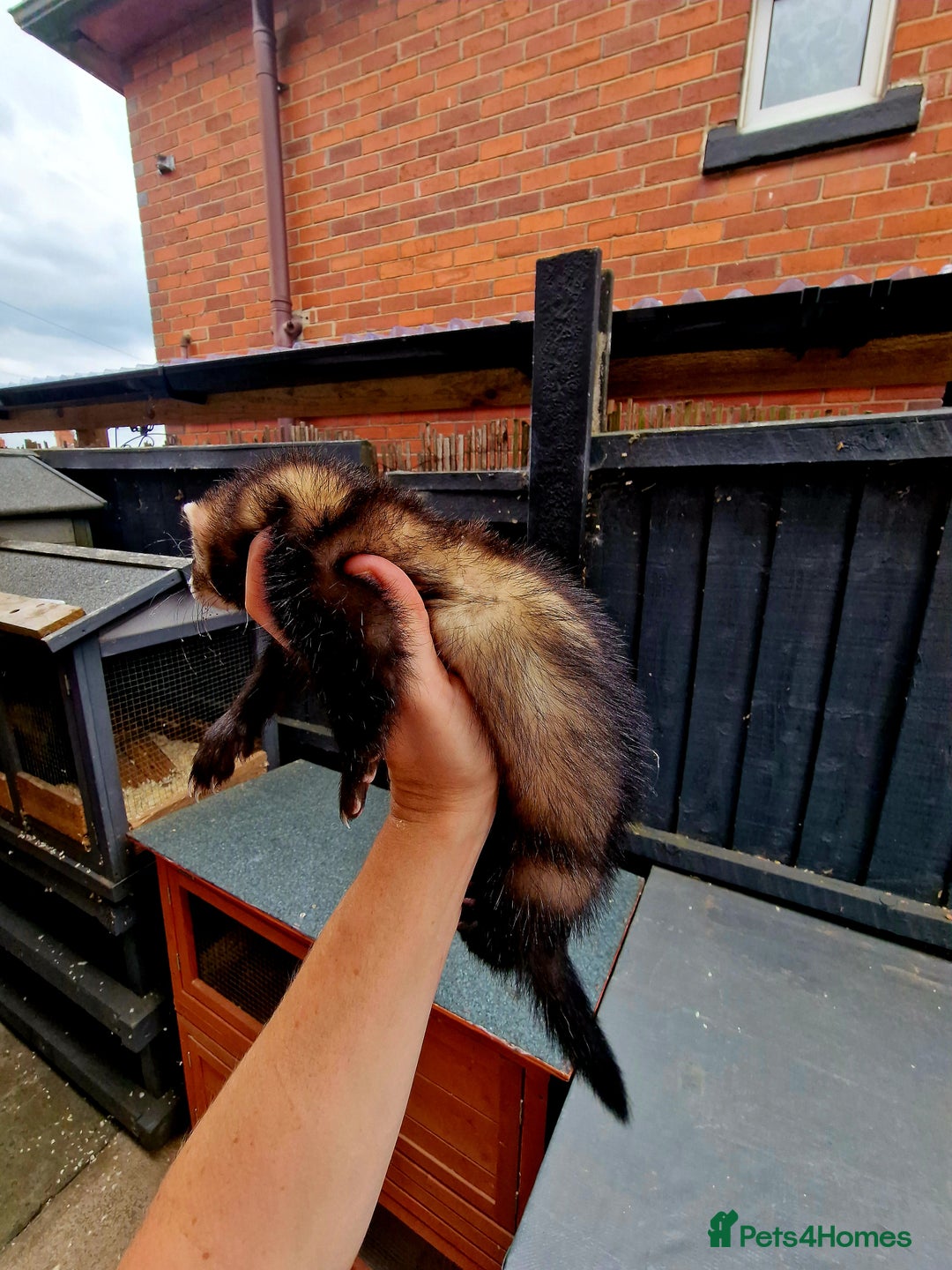 Ferret rodents for sale: 2 x Male Polecat Ferrets - Image 7