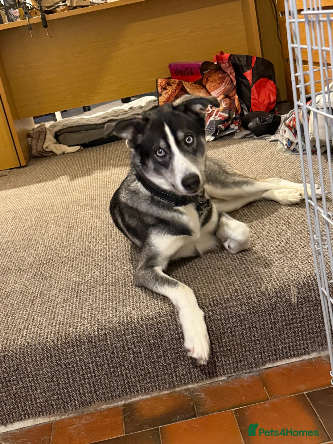 Mixed Breed dogs for sale: !URGENT REHOMEING! Husky cross Labrador  - Advert 4