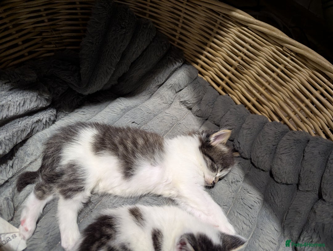 Maine Coon cats for sale: Maine coone cross  - Image 8