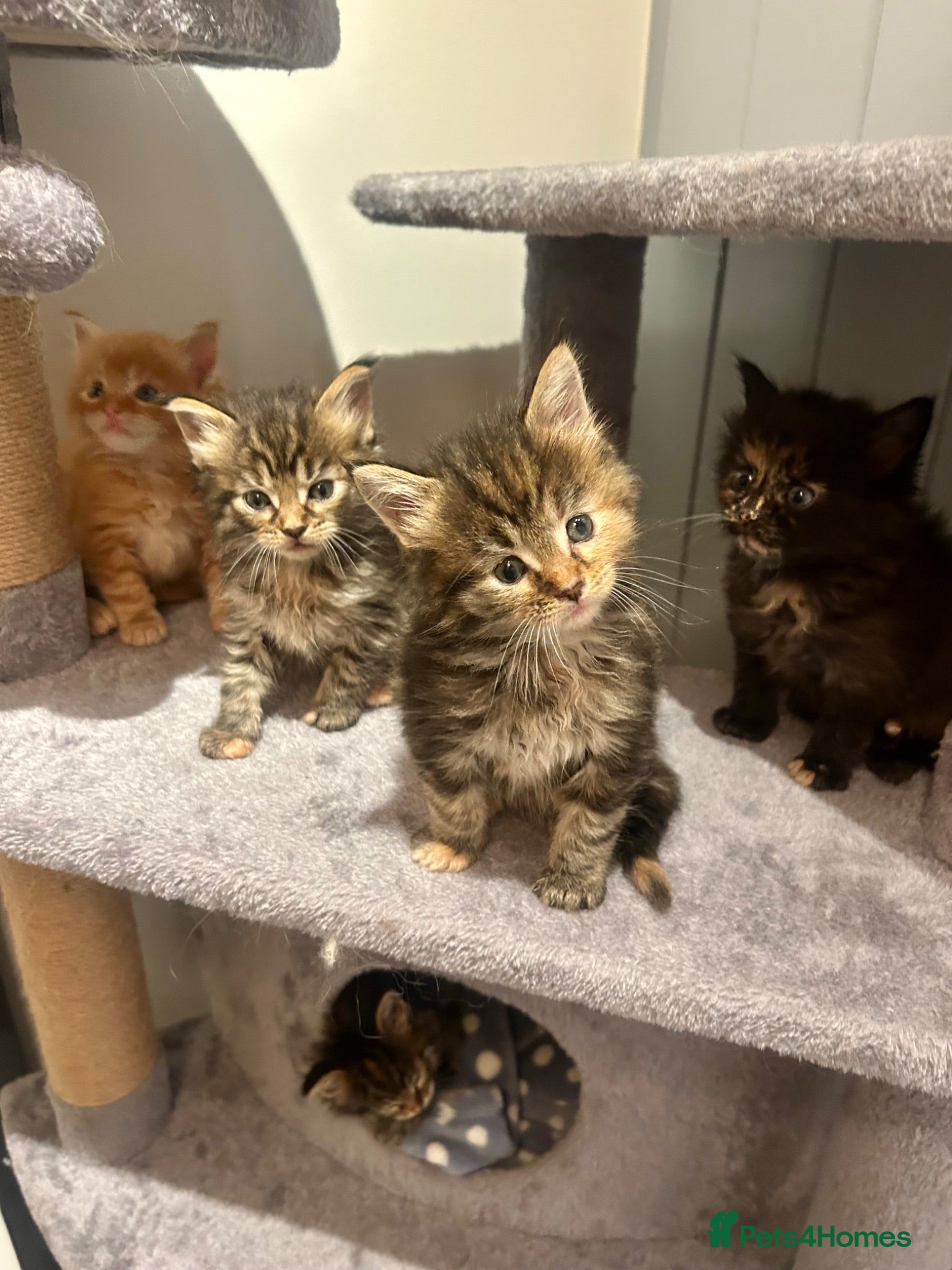 Ragcoon cats Beautiful Ragcoon kittens 🐱  - Advert 12