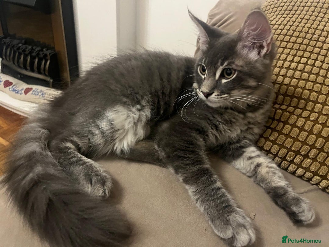 Maine Coon cats for sale: Ragdoll x main coon - Image 2