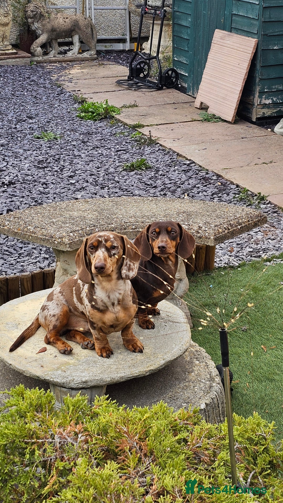 Miniature Dachshund dogs for sale: Two Beautiful Boys - Advert 22