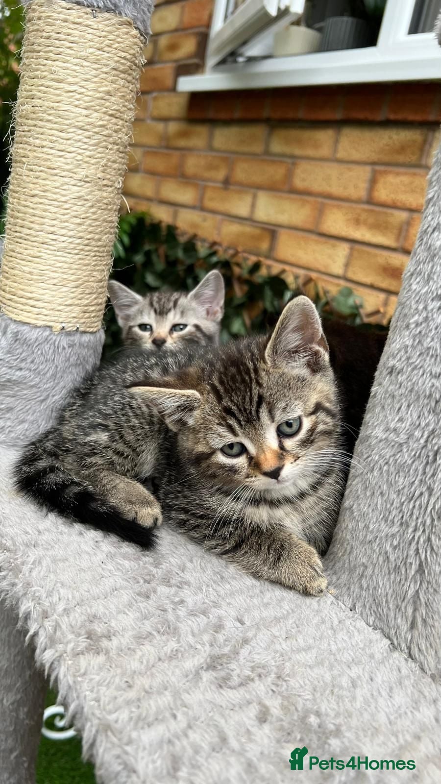 Mixed Breed cats Bengal Marble & British Shorthair  - Advert 2