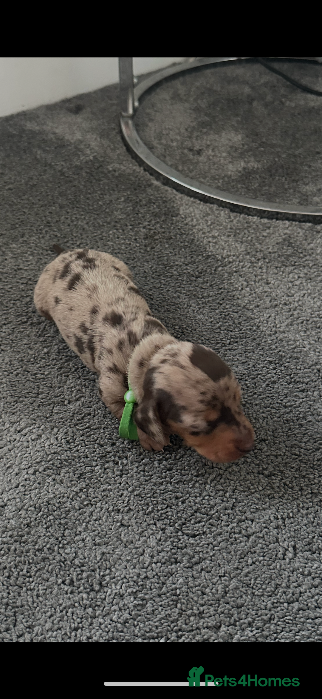 Miniature Dachshund dogs for sale: Smooth haired Miniature Dachshund - Image 18
