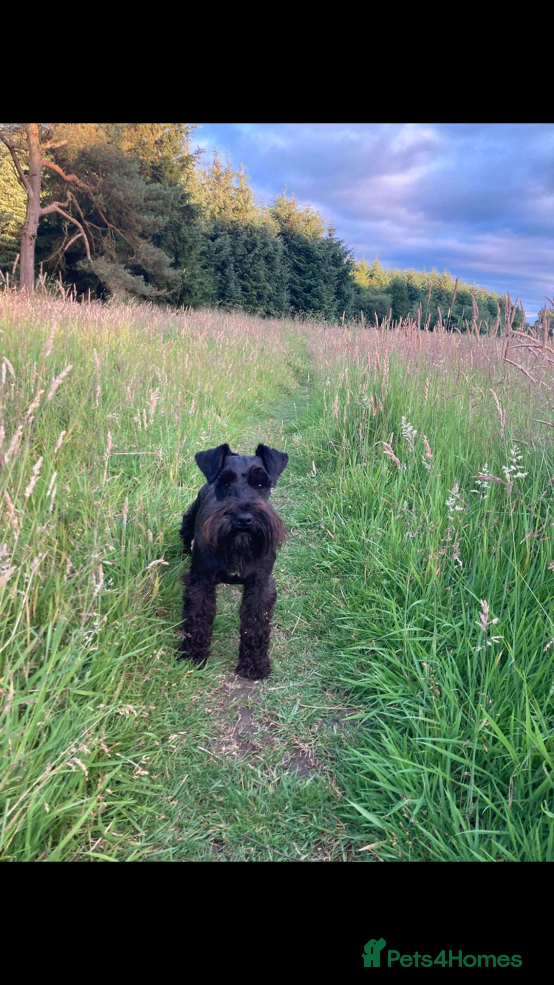Miniature Schnauzer dogs for stud: KC HEALTH TESTED MINIATURE SCHNAUZER FOR STUD  in Carluke - Advert 4