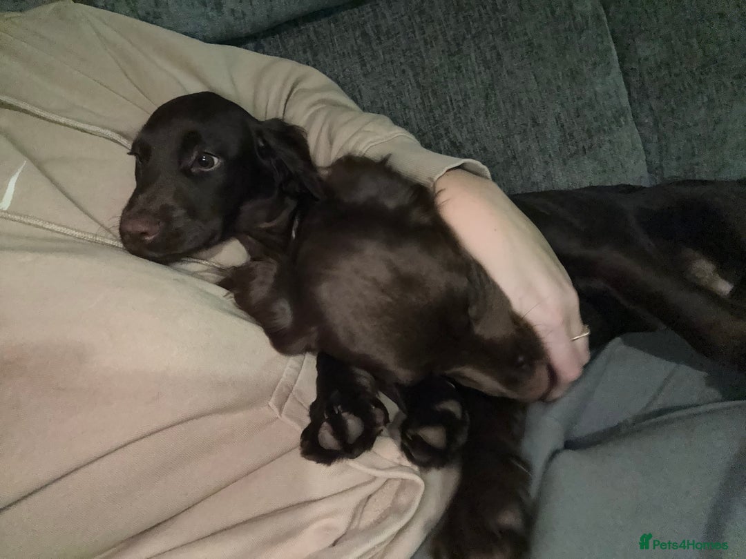 Cocker Spaniel dogs for sale: Cocker spaniel  - Advert 3