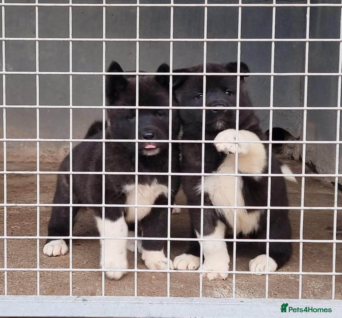 Akita dogs American Akita Chunky Bears Ready  - Advert 14