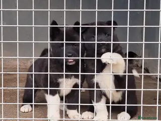 Akita dogs American Akita Chunky Bears Ready - Advert 14