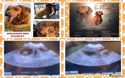 Labrador Retriever dogs for sale: KC REGISTERED FOX RED LABRADOR PUPPYS DUE SOON  - Image 1