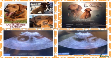 Labrador Retriever dogs - Advert 9