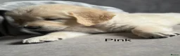 Golden Retriever dogs for sale: Health tested, KC reg Golden retriever puppies - Advert 13