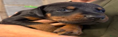 Dobermann 1