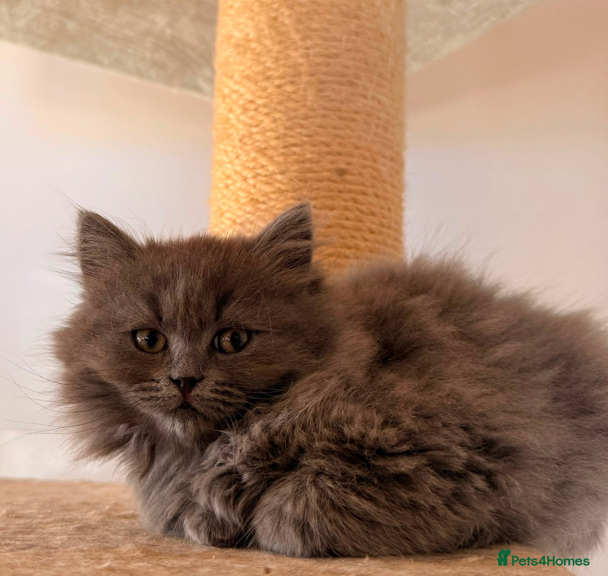 British Longhair cats Top quality BLH kittens new lines! - Advert 2