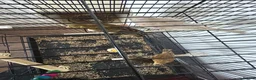 Canaries birds for sale: Female Canary and 3 Chicks born recently. - Advert 2