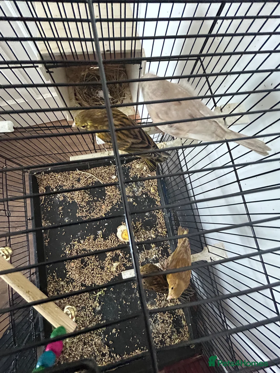Canaries birds for sale: Female Canary and 3 Chicks born recently. - Advert 2