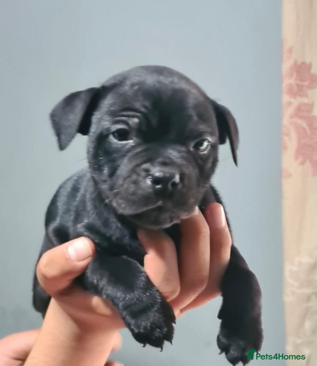 Staffordshire Bull Terrier dogs for sale: Pure blue staffy puppies ready to go - Image 13