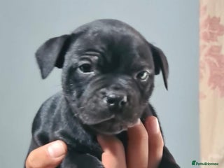 Staffordshire Bull Terrier dogs Pure staffy puppies - Advert 2
