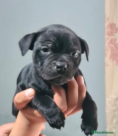 Staffordshire Bull Terrier dogs Pure staffy puppies - Advert 3