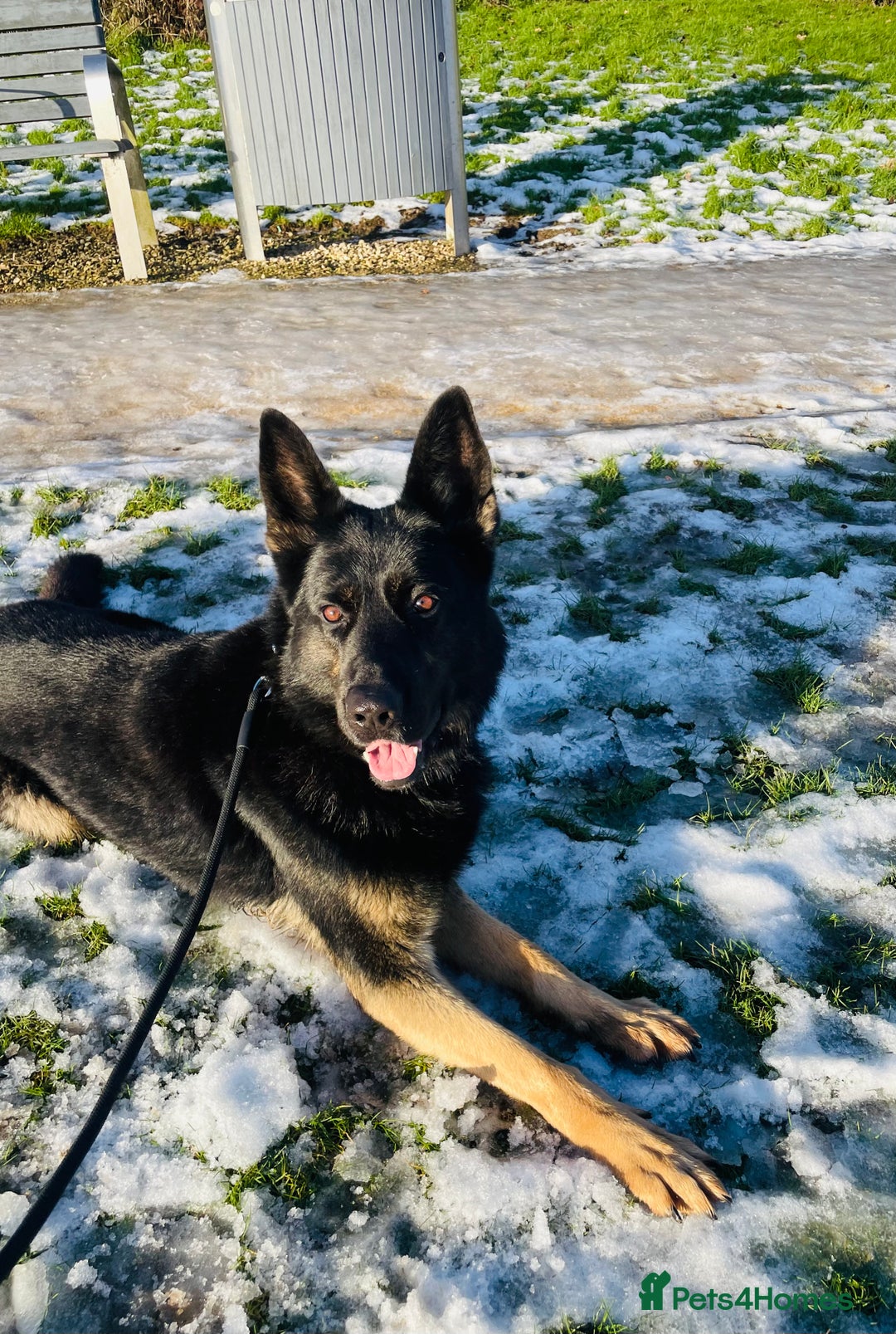 German Shepherd dogs for sale: Fully Trained Family GSD 🥇 - Advert 4