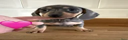 Miniature Dachshund dogs for sale: Beautiful Dapples 5 Star Licensed 5 Star reviews  - Advert 4