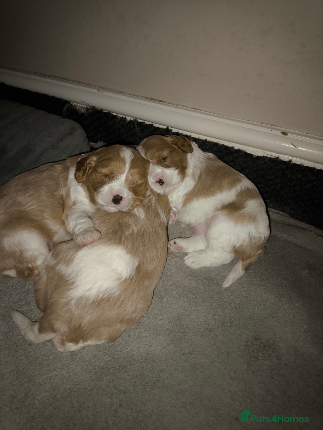 Cavalier King Charles Spaniel dogs for sale: Gorgeous litter of three Blenheim puppies - Image 1