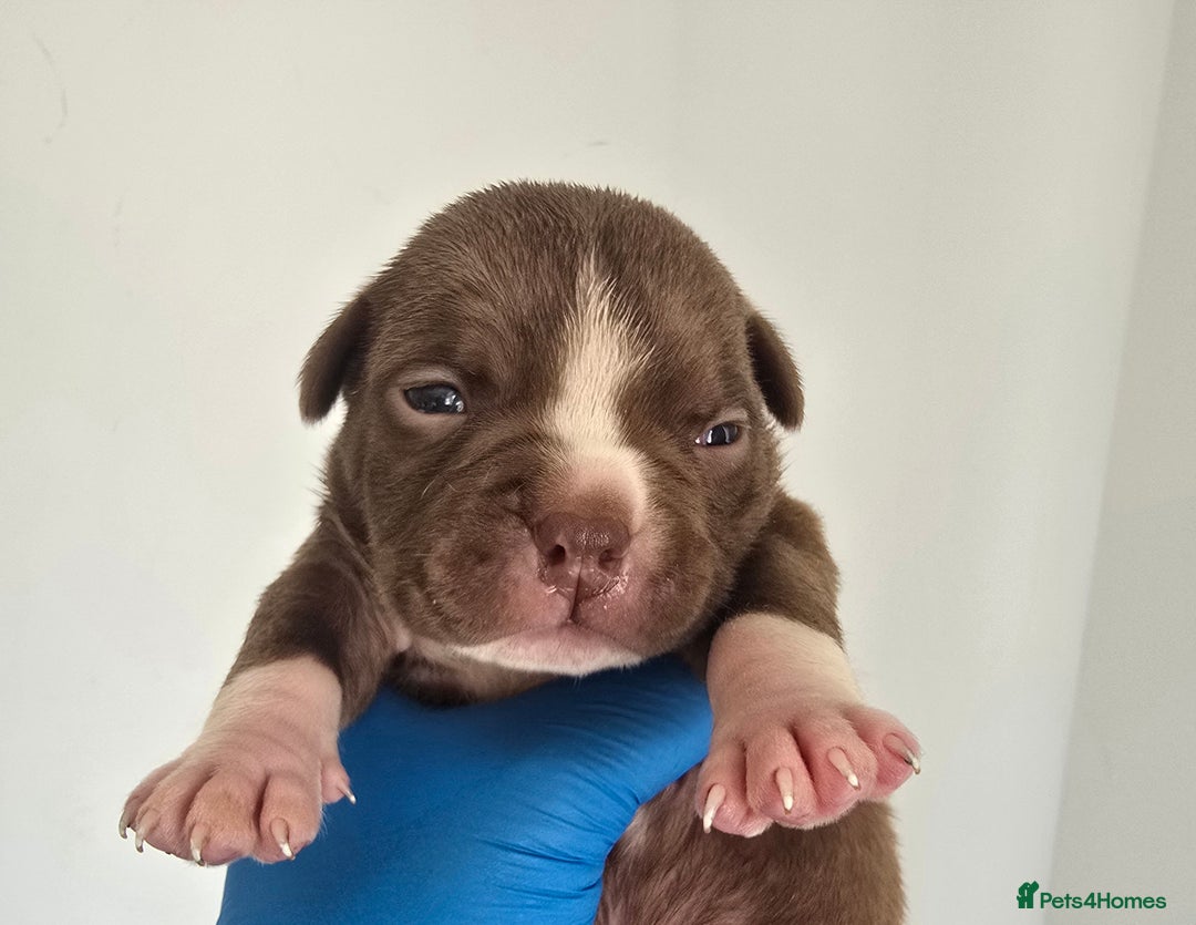 American Bully dogs for sale: Quality pocket/micro bully pups  - Image 10