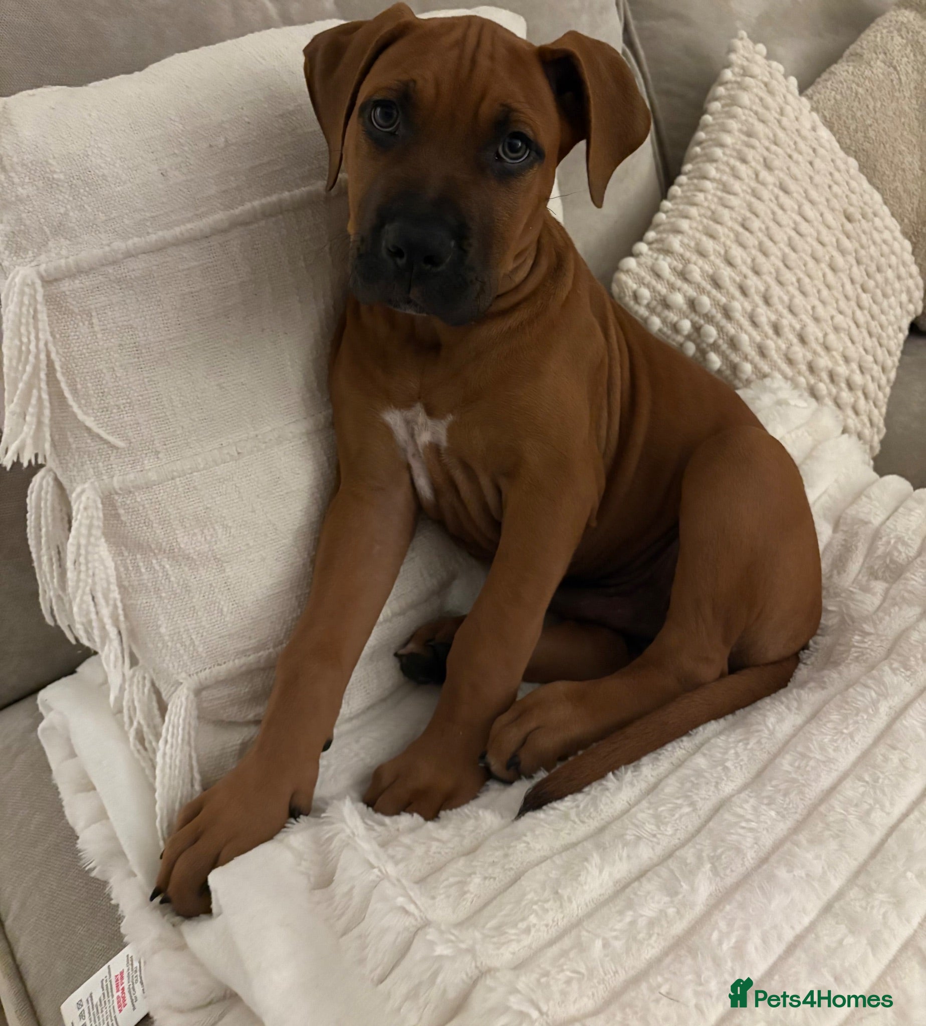 Mixed Breed dogs Male 11 week old cane corso x presa  - Advert 1