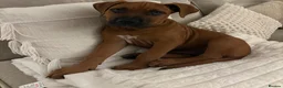 Mixed Breed dogs for sale: Male 11 week old cane corso x presa  in Loughborough - Advert 1