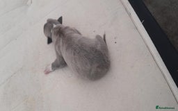 Whippet dogs for sale: Two beautiful whippet pups  - Advert 4