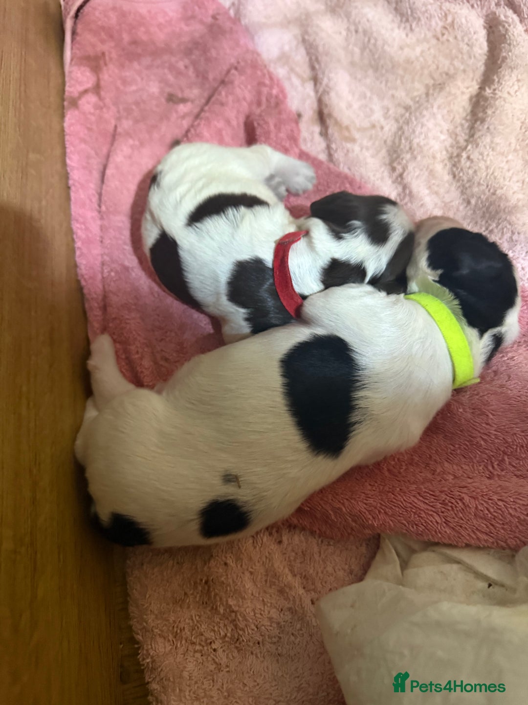 Sprocker dogs for sale: Sprocker puppies  - Advert 14