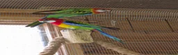 Parakeets birds for sale: A Pair of Eastern Rosellas  - Advert 4