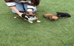 Jack Russell dogs for sale: Jack Russell puppy’s  - Advert 2