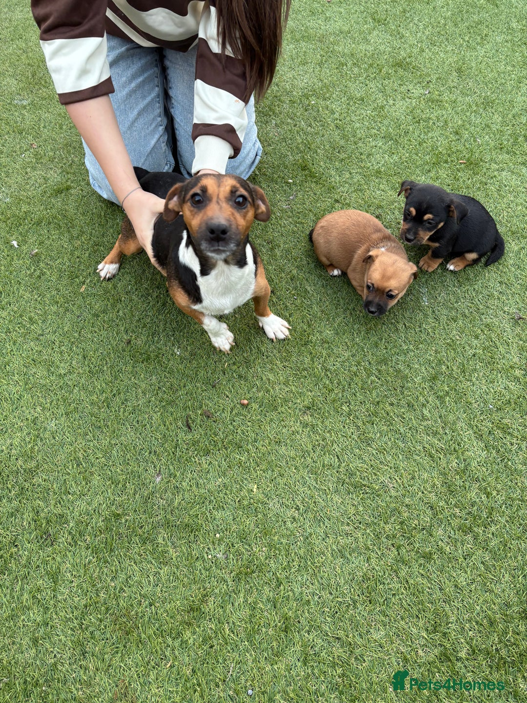 Jack Russell dogs for sale: Jack Russell puppy’s  - Advert 2