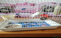 Cockatiels birds for sale: Range Of Cockatiels *read description - Image 4