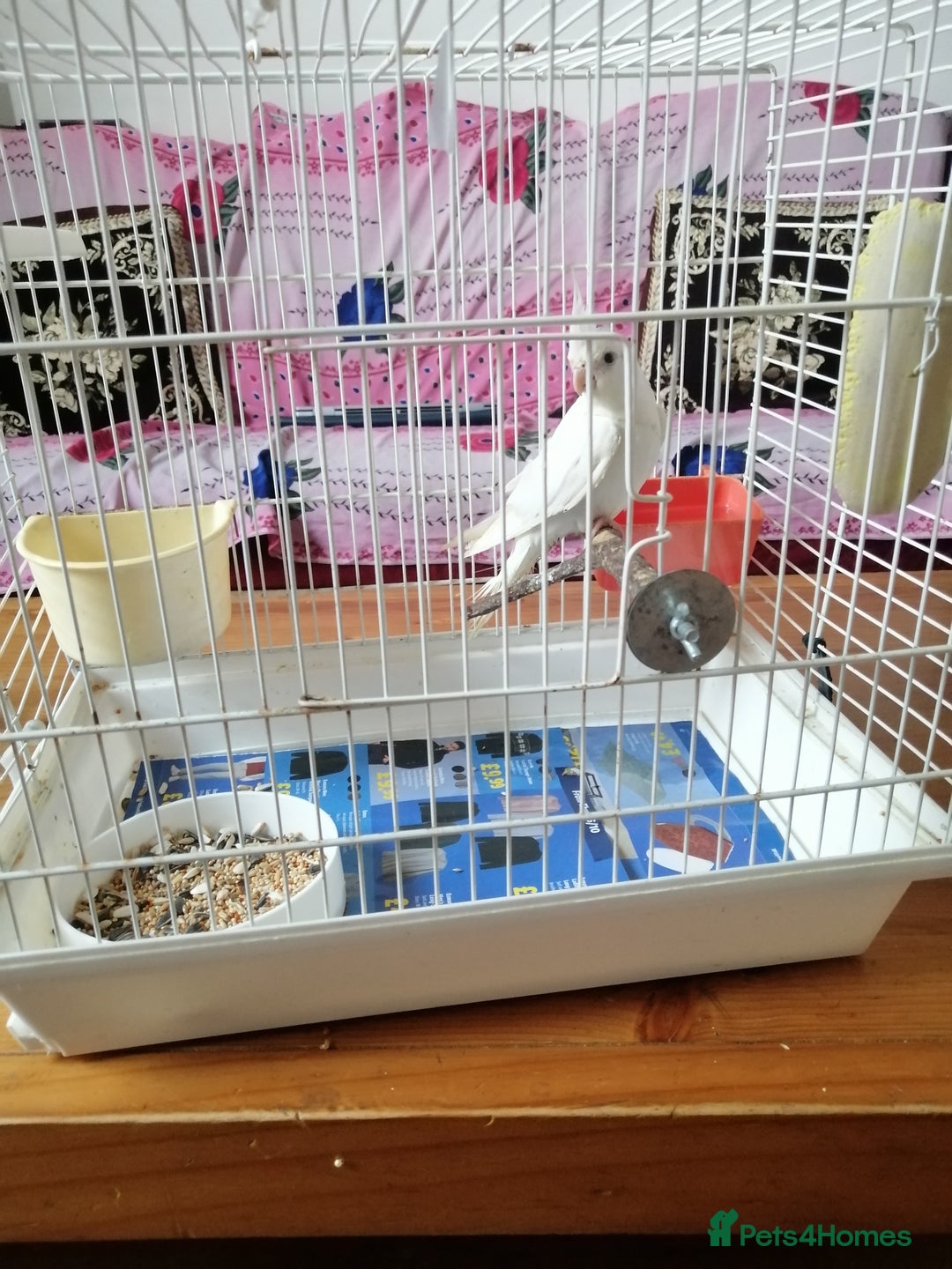 Cockatiels birds for sale: Range Of Cockatiels *read description - Image 4