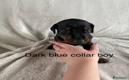 Dobermann dogs for sale: Beautiful European KC reg Doberman Puppies - Image 21