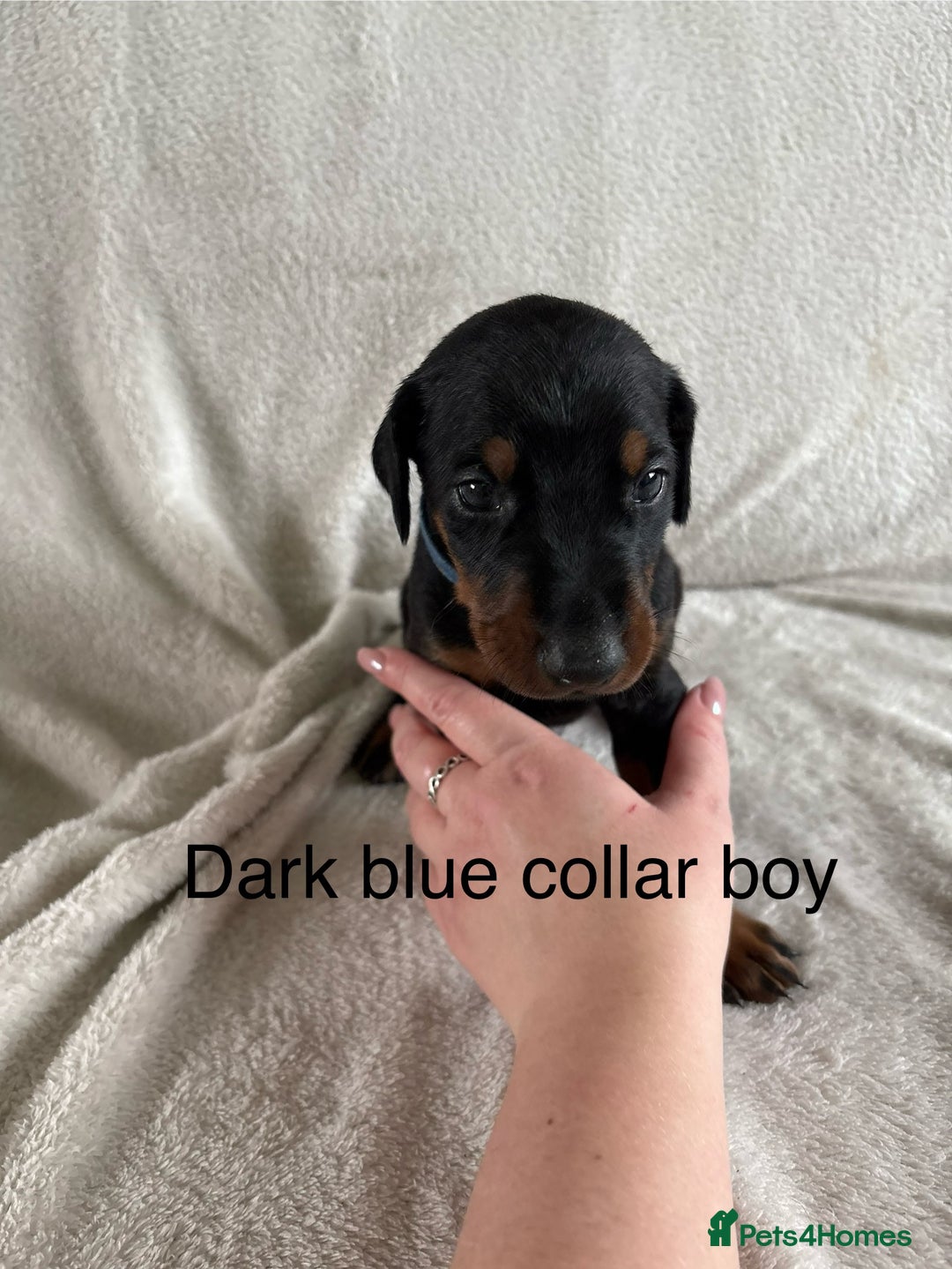 Dobermann dogs for sale: Beautiful European KC reg Doberman Puppies - Image 21