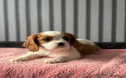 Cavalier King Charles Spaniel dogs for sale: 5 beautiful King Charles cavaliers - Image 5