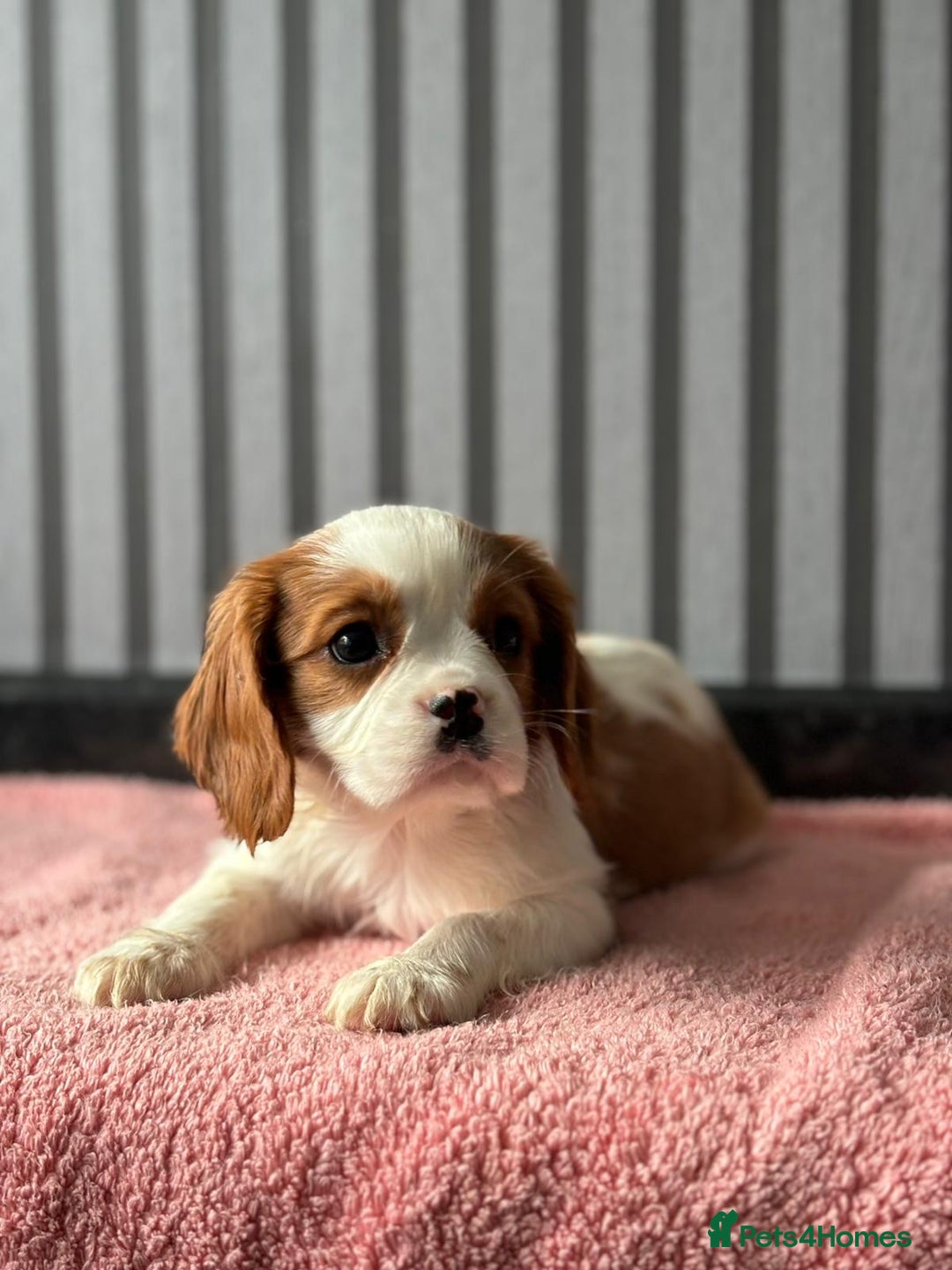 Cavalier King Charles Spaniel dogs for sale: 5 beautiful King Charles cavaliers - Image 5