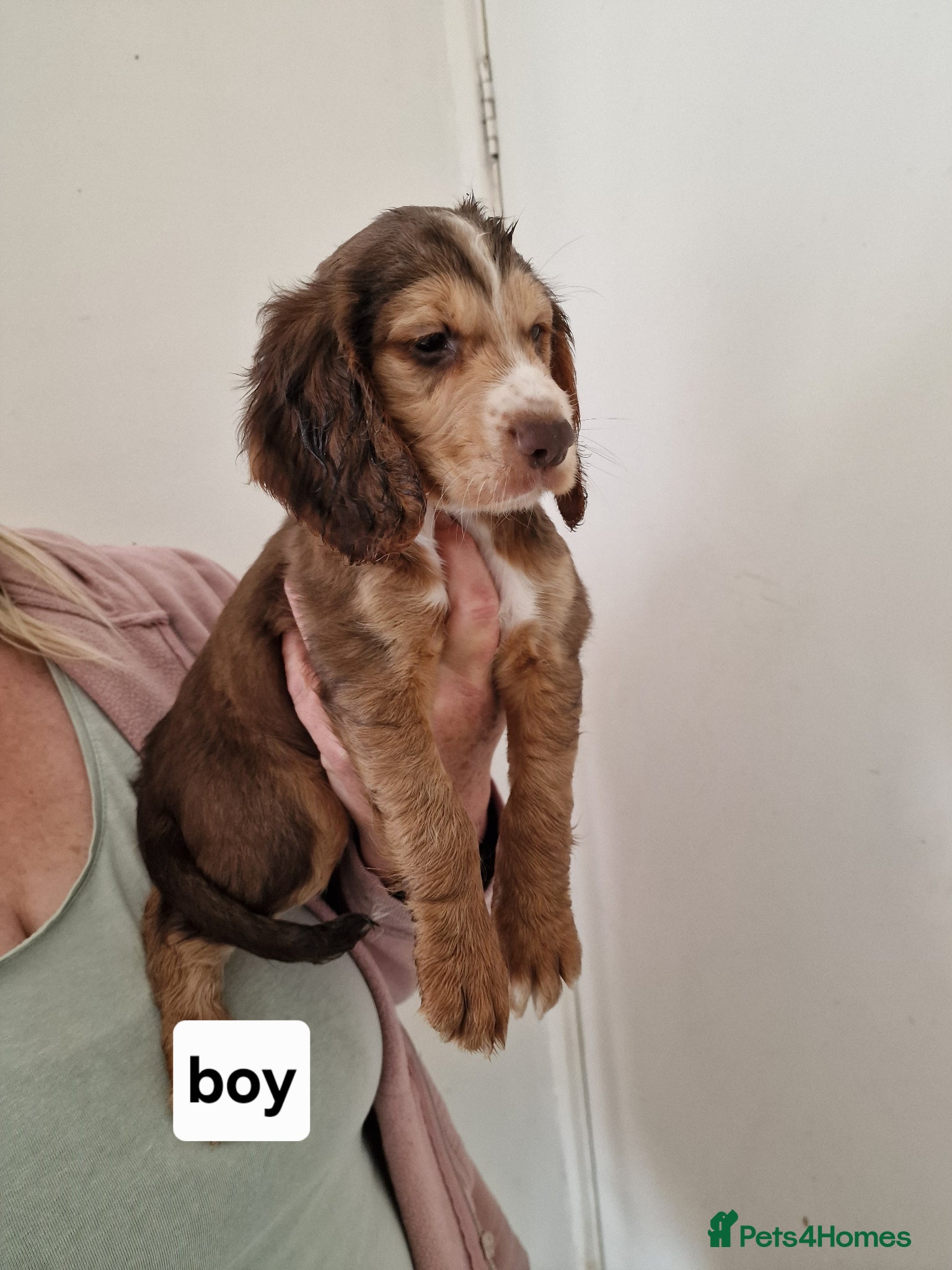 Cocker Spaniel dogs Exceptional Home Reared Cocker Spaniel Puppies - Advert 1
