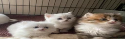 Munchkin cats for sale: 7 weeks old Full Pedigree Munchkin Kittens - Advert 18